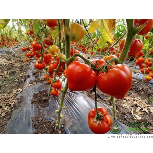 Домати Прекос F1