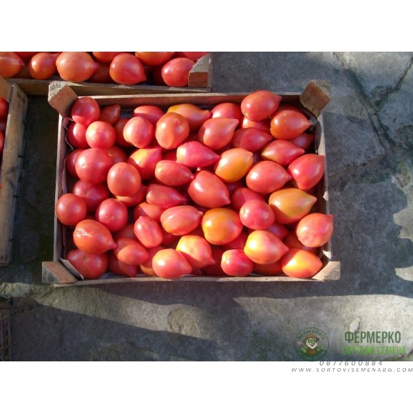 Домати Ръгби F1