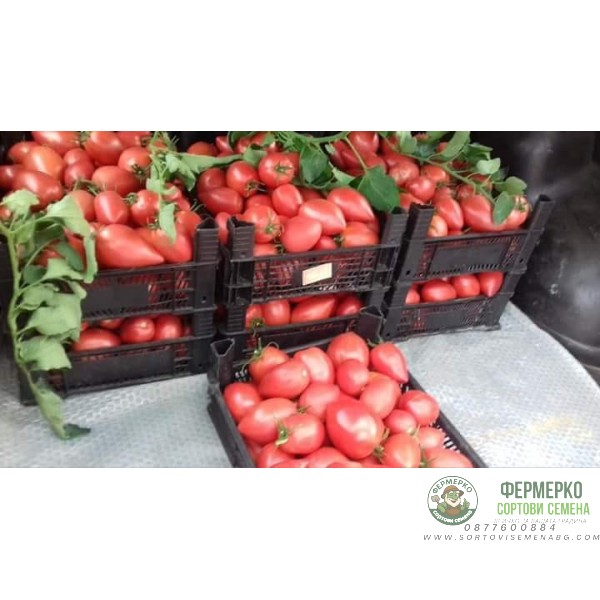 Домати Ръгби F1