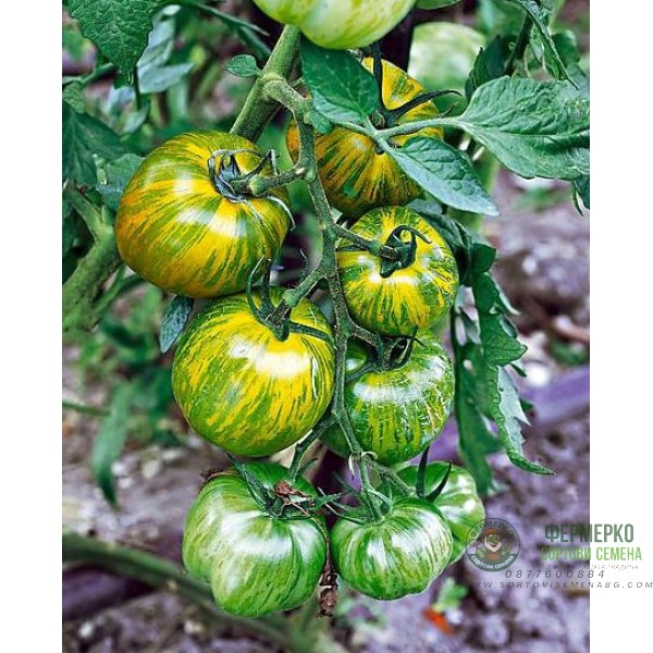 Домат Смаралд (зелен с жълти линии)