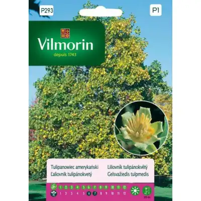 Семена за Лирово дърво (дърво лале) - Liriodendron tulipifera