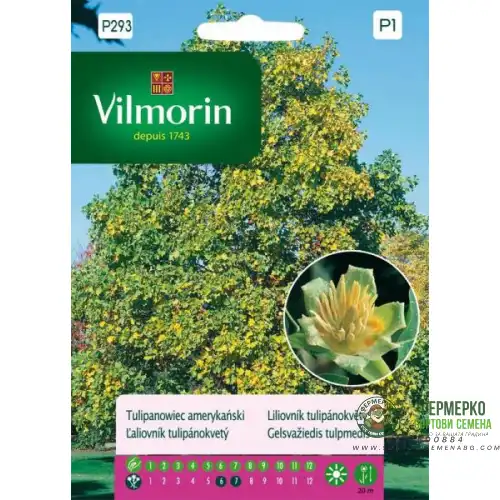 Семена за Лирово дърво (дърво лале) - Liriodendron tulipifera