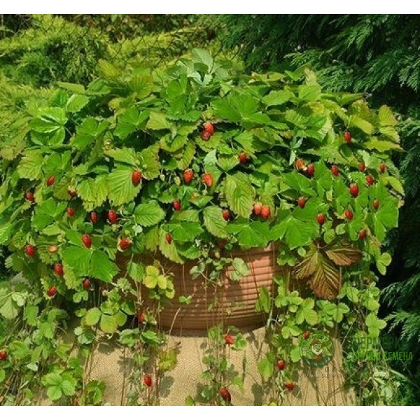 Ягоди Алпийски Атила Fragaria vesca