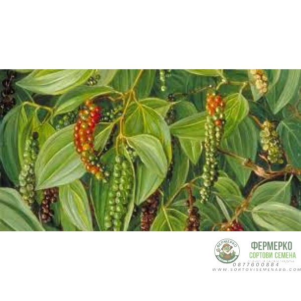 Семена за Черен пипер