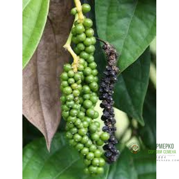 Семена за Черен пипер