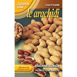 Семена за Фъстъци Сомалийски / Arachide Somala