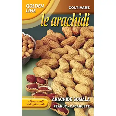 Семена за Фъстъци Сомалийски Arachide Somala