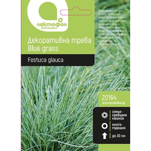 Семена за Декоративна Синя трева Blue grass
