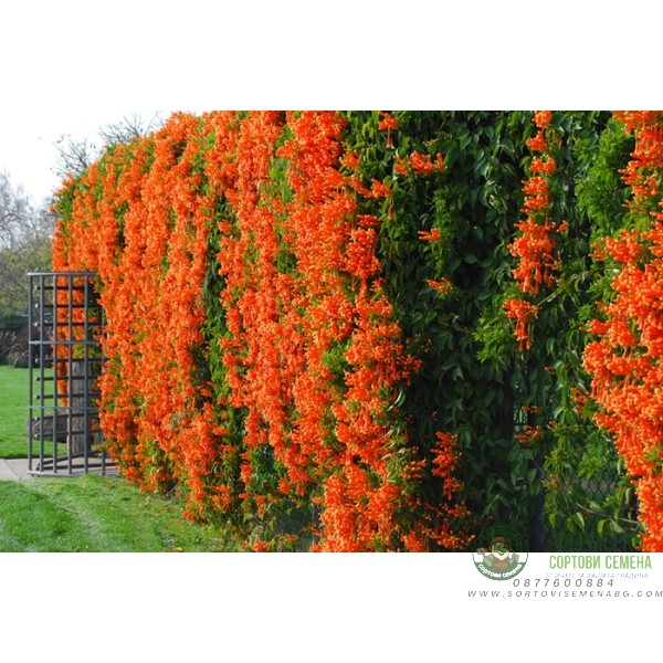 Кампсис (Тромпетно цвете)