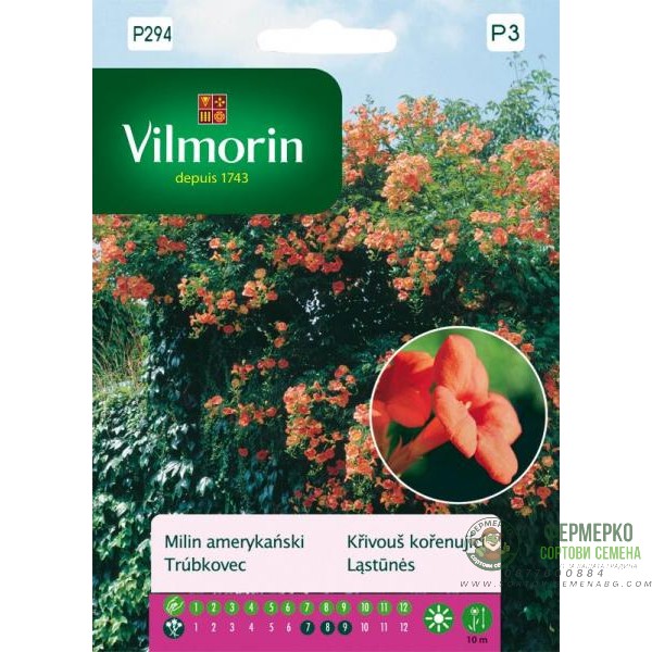 Кампсис (Тромпетно цвете)