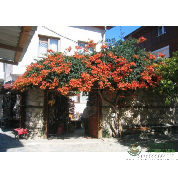 Кампсис (Тромпетно цвете)