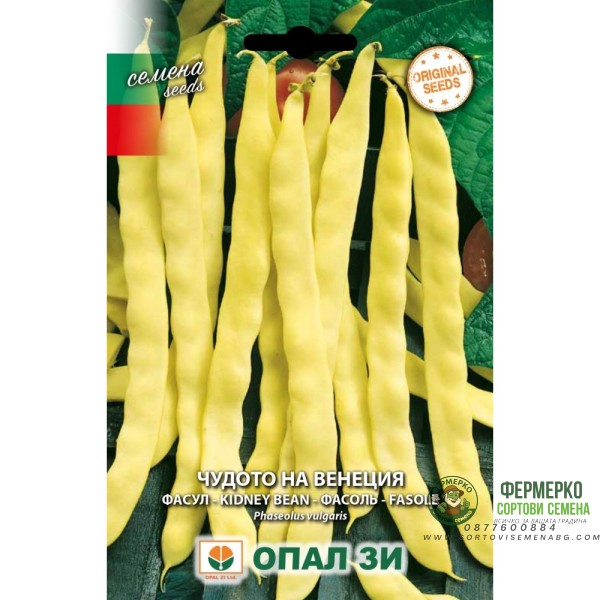 Фасул Чудото на Венеция - жълт, плосък, увивен