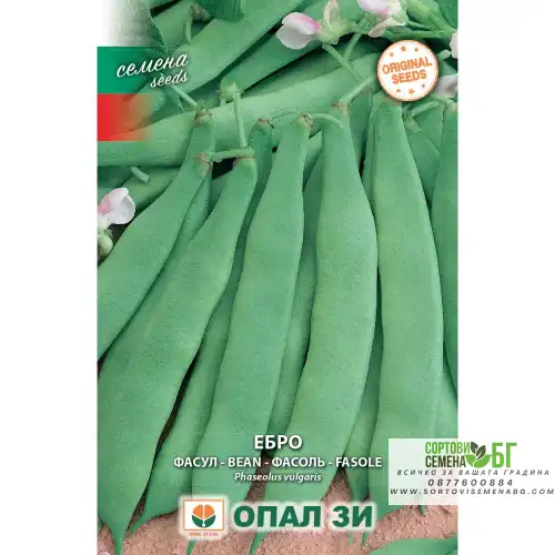 Фасул Ебро - зелен, плосък, нисък
