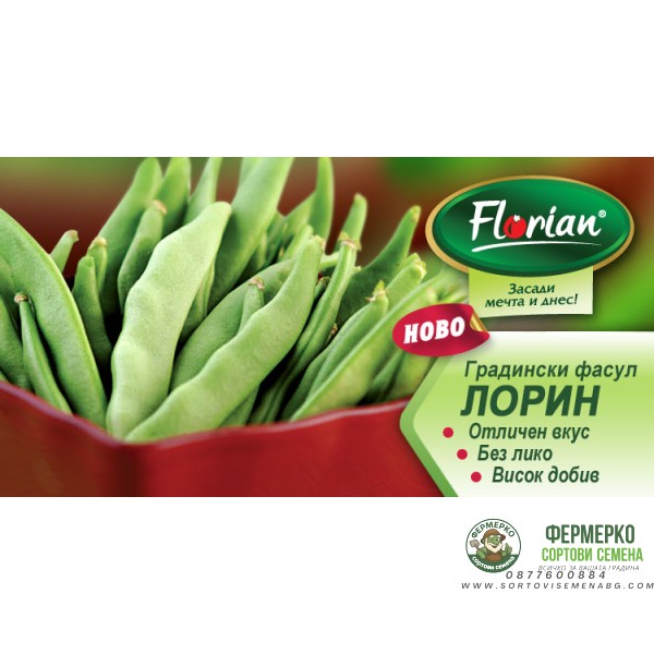 Фасул Лорин (зелен, плосък, нисък)- НОВ СОРТ