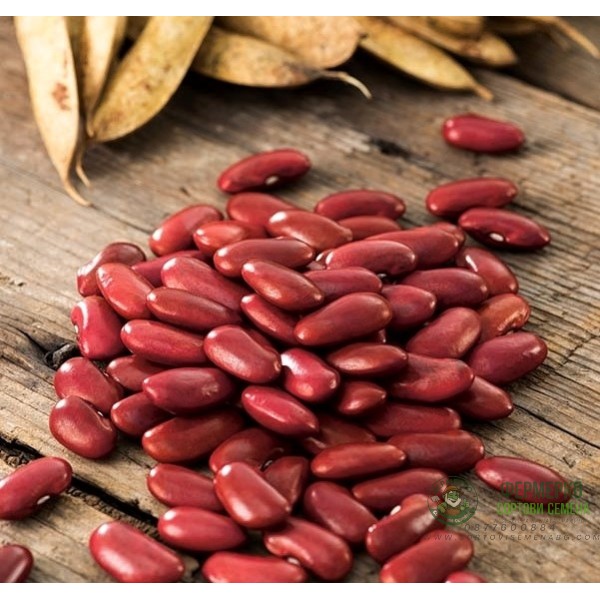 Фасул за зрял Вавелска Wawelska (храстовиден с червено зърно)