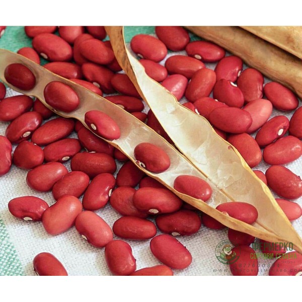 Фасул за зрял Вавелска Wawelska (храстовиден с червено зърно)