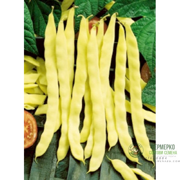 Фасул Никос (Пладор) – жълт, плосък, нисък