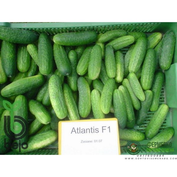 Корнишони Атлантис F1 Atlantis (предимно женско цъфтящ)