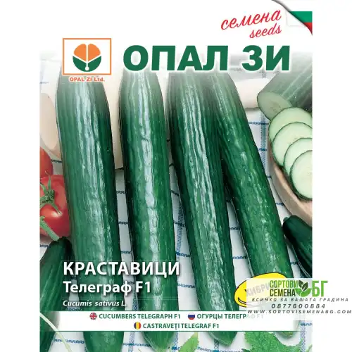 Краставица Телеграф F1 Краставица Телеграф F1