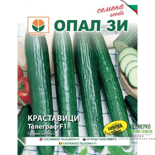 Краставица Телеграф F1
