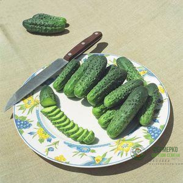 Корнишони Алианц Allianz F1 (предимно женско цъфтящ)