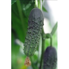 Корнишони Алианц Allianz F1 (предимно женско цъфтящ)