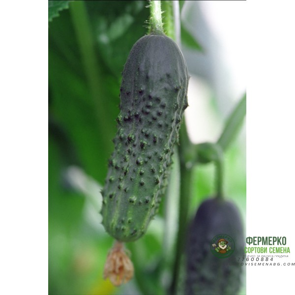 Корнишони Алианц Allianz F1 (предимно женско цъфтящ)