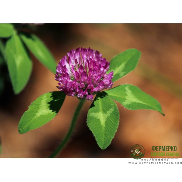 Червена детелина