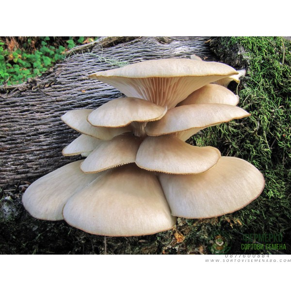 Мицелови дибли за Кладница (Pleurotus ostreatus) - 20 бр