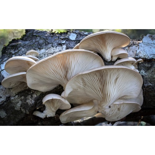 Мицел за Кладница (Pleurotus ostreatus)