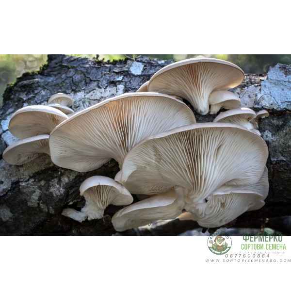 Мицелови дибли за Кладница (Pleurotus ostreatus) - 20 бр