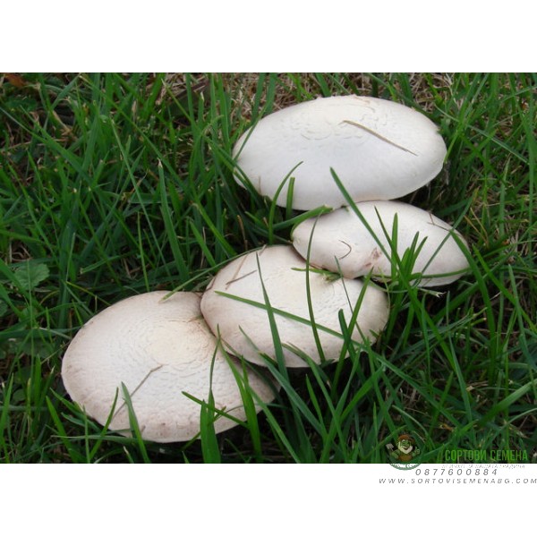 Мицел за печурки