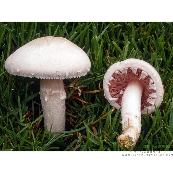 Мицел за печурки