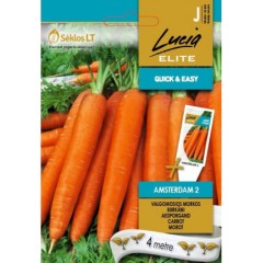 Моркови на Лента сорт Амстердам 2 Amsterdam