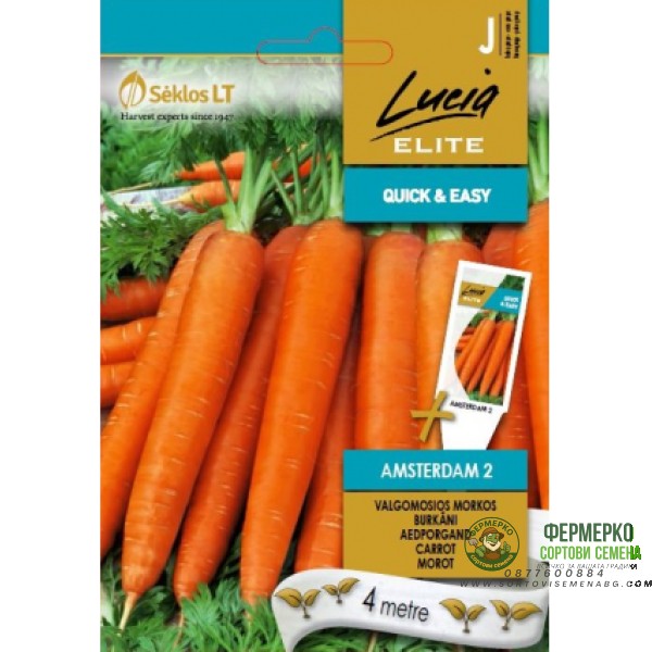 Моркови на Лента сорт Амстердам 2 Amsterdam