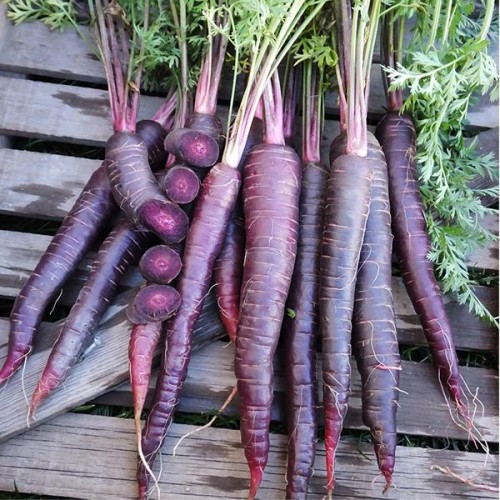 Моркови Лилаво слънце F1 / Daucus carota Purple sun H