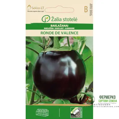 Патладжан Ронде Ди Валенсе /  Solanum melongena L