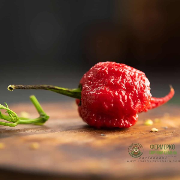 Семена Каролина Рийпър Carolina Reaper - най-лютата чушка в света!