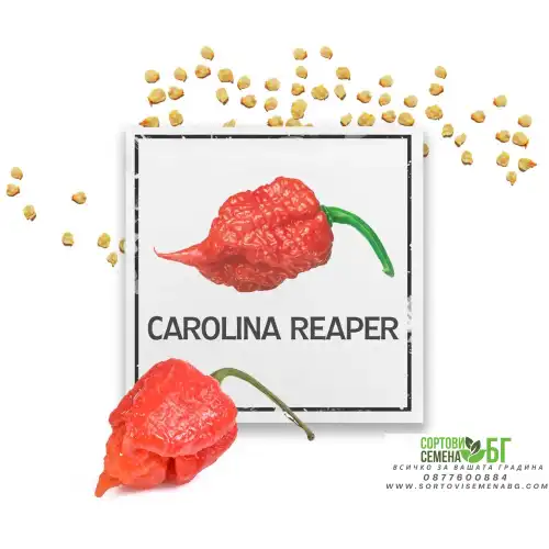 Семена Каролина Рийпър / Carolina Reaper - най-лютата чушка в света!
