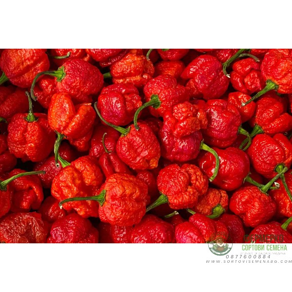 Семена Каролина Рийпър Carolina Reaper - най-лютата чушка в света!
