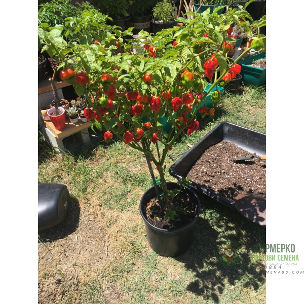 Семена Каролина Рийпър Carolina Reaper - най-лютата чушка в света!