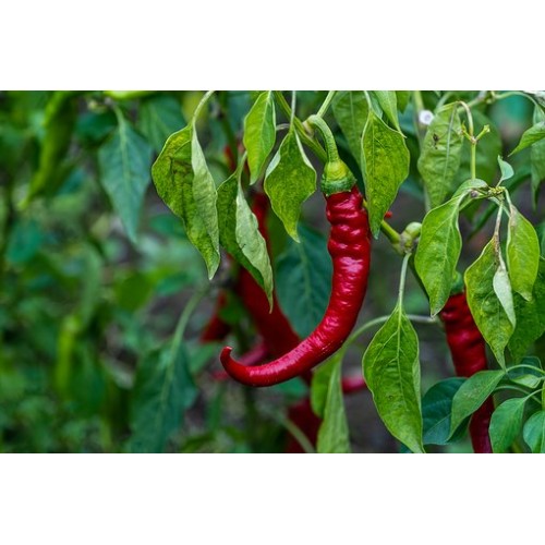 Пипер Кайен / Pepperone cayenna