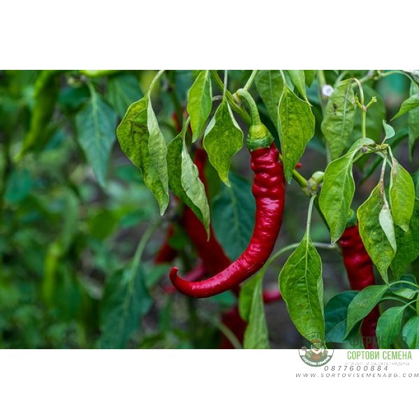 Пипер Кайен Pepperone cayenna
