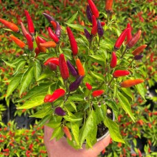Декоративни чушлета Capsicum annuum