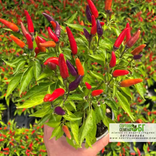 Декоративни чушлета / Capsicum annuum Декоративни чушлета / Capsicum annuum