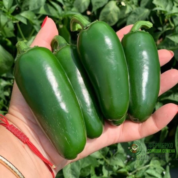 Чушлета Фораджидо (тип Халапеньо)