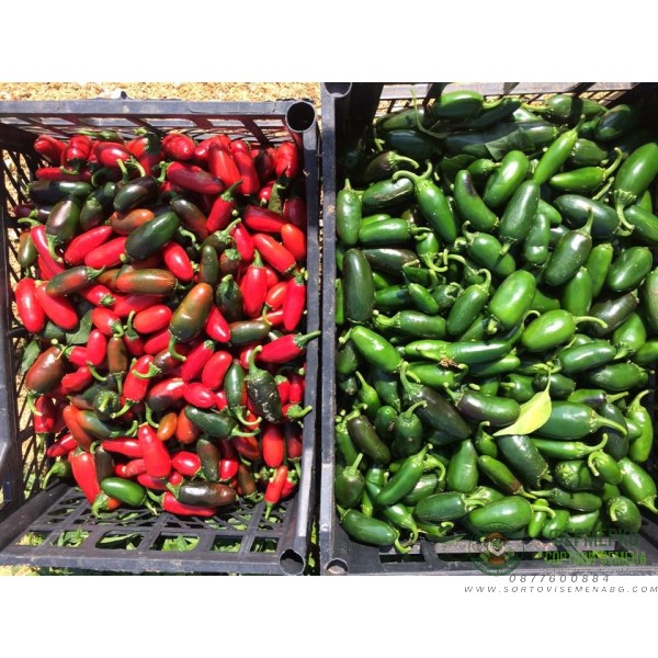 Чушлета Фораджидо (тип Халапеньо)