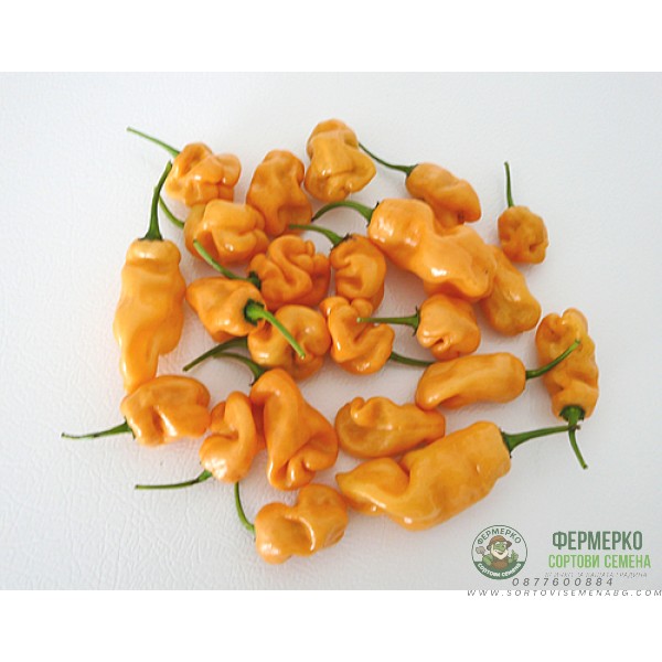 Много люти чушлета - хабанеро (оранжеви)
