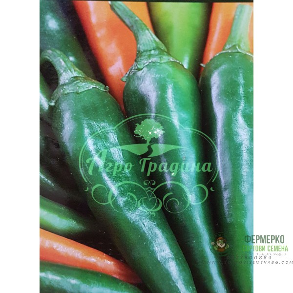 Пипер шипка лютина