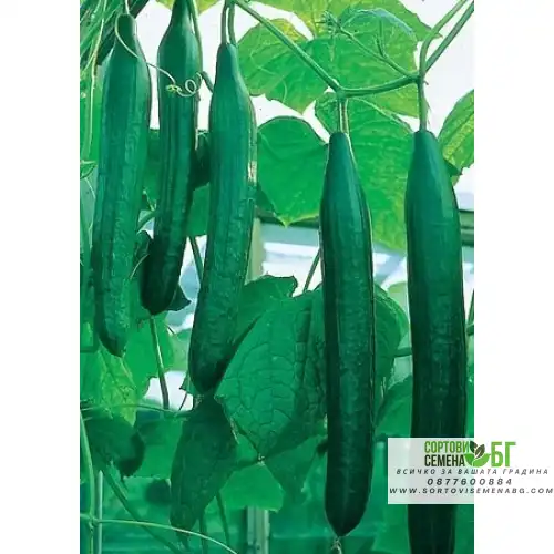 Краставици Палермо F1 Краставици Палермо F1